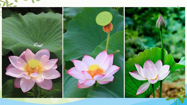 部编版语文一下《荷叶圆圆》 第一课时 课件PPT（送教案）03