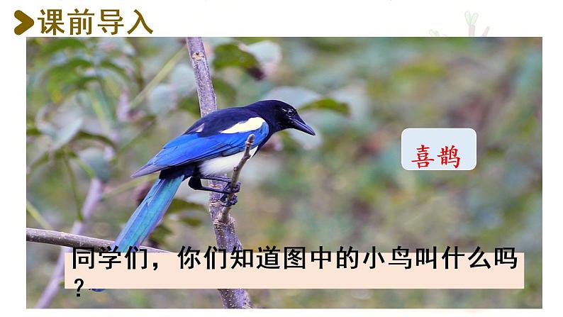 统编版一年级语文下册 第3单元 6.树和喜鹊 课件02