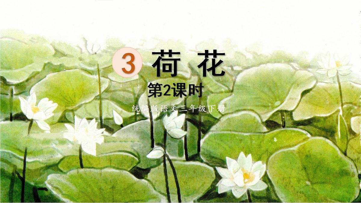 3.荷花第二课时第1页
