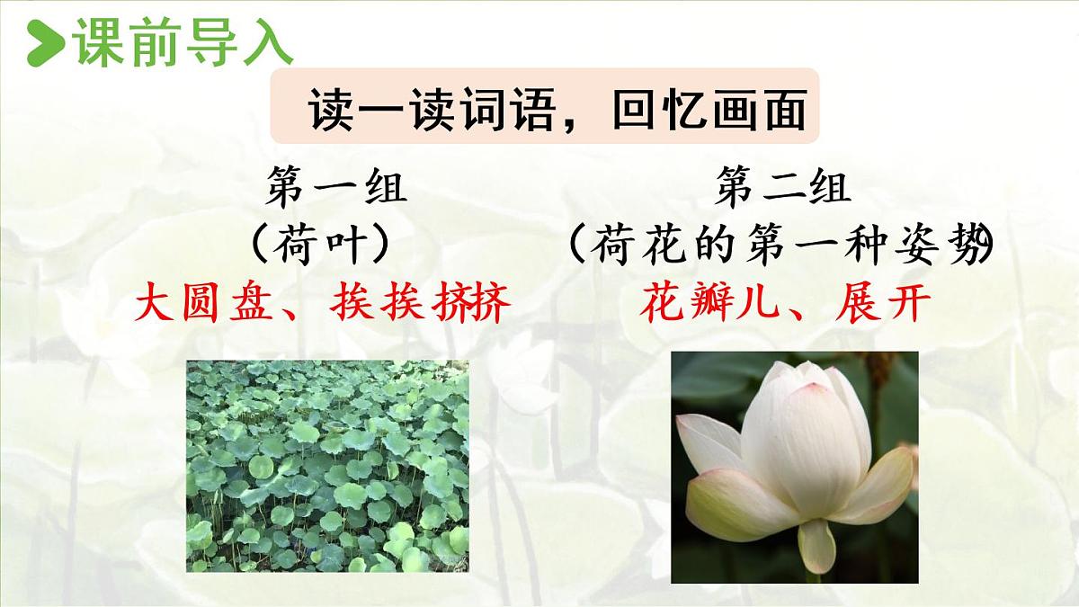 3.荷花第二课时第2页