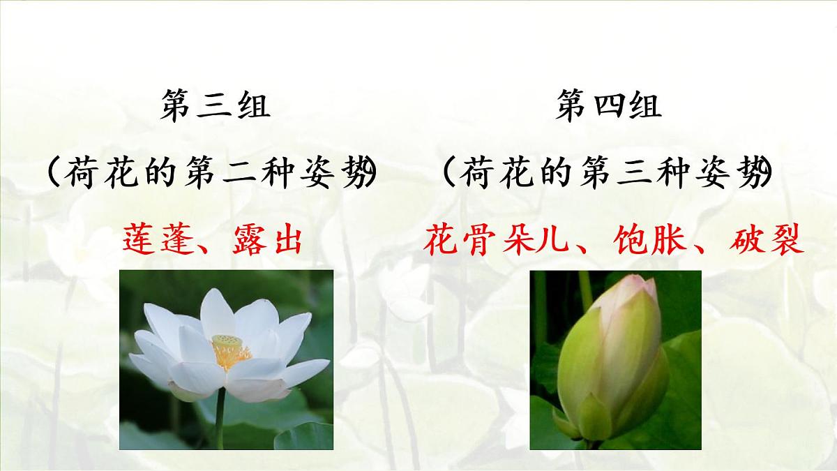 3.荷花第二课时第3页