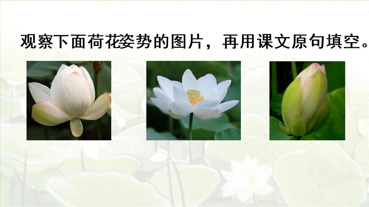 3.荷花第二课时第4页