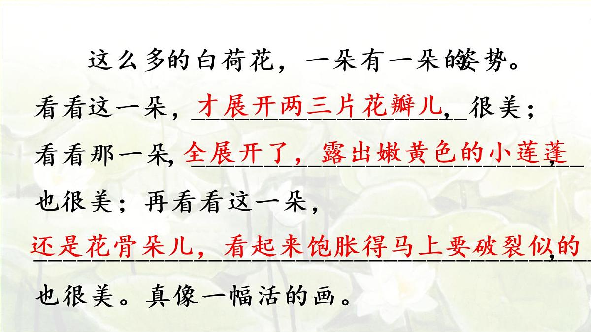 3.荷花第二课时第5页