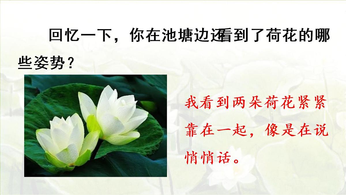 3.荷花第二课时第6页
