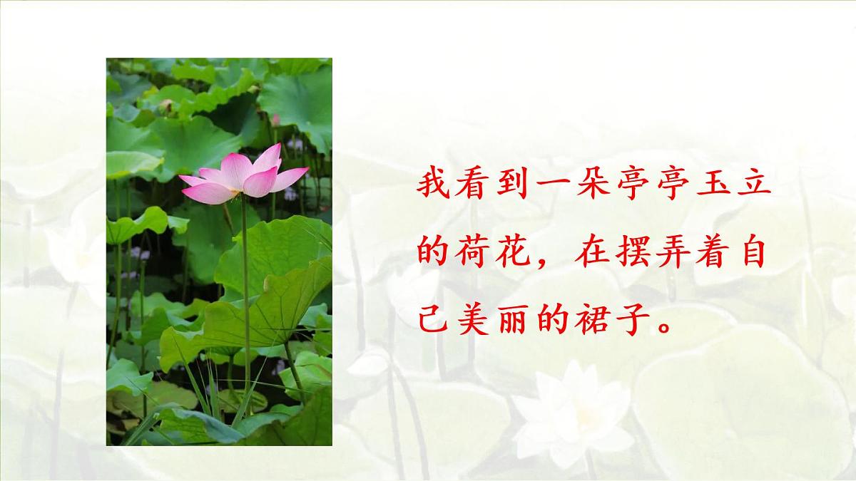 3.荷花第二课时第7页