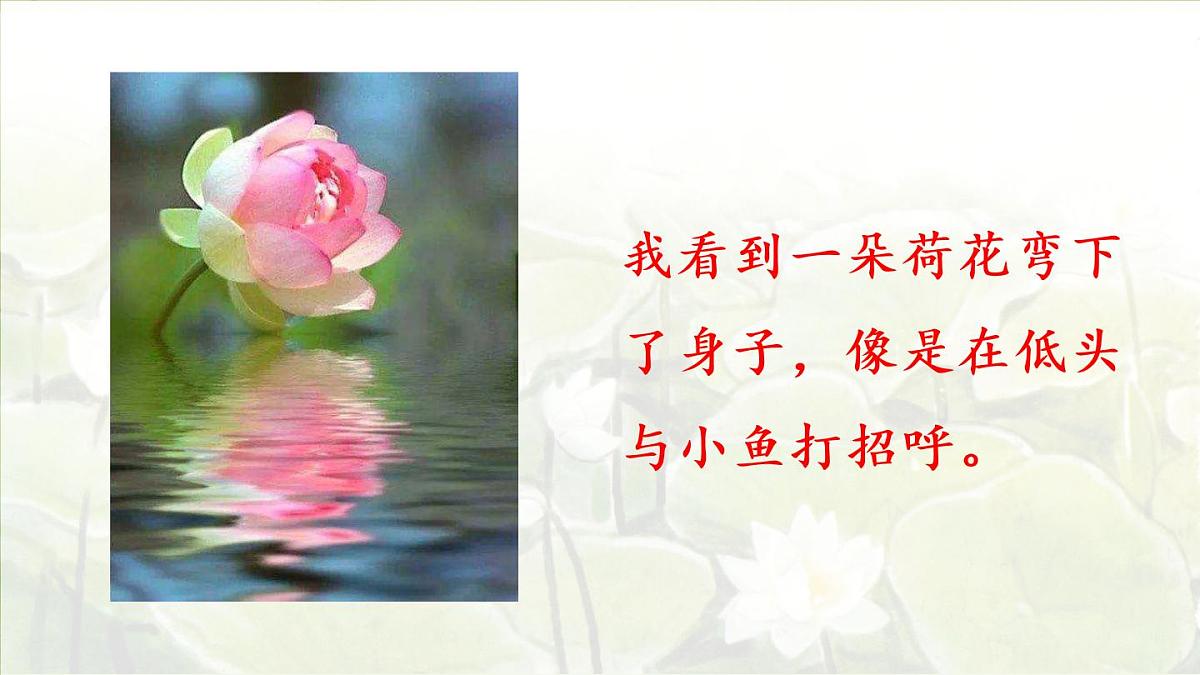 3.荷花第二课时第8页