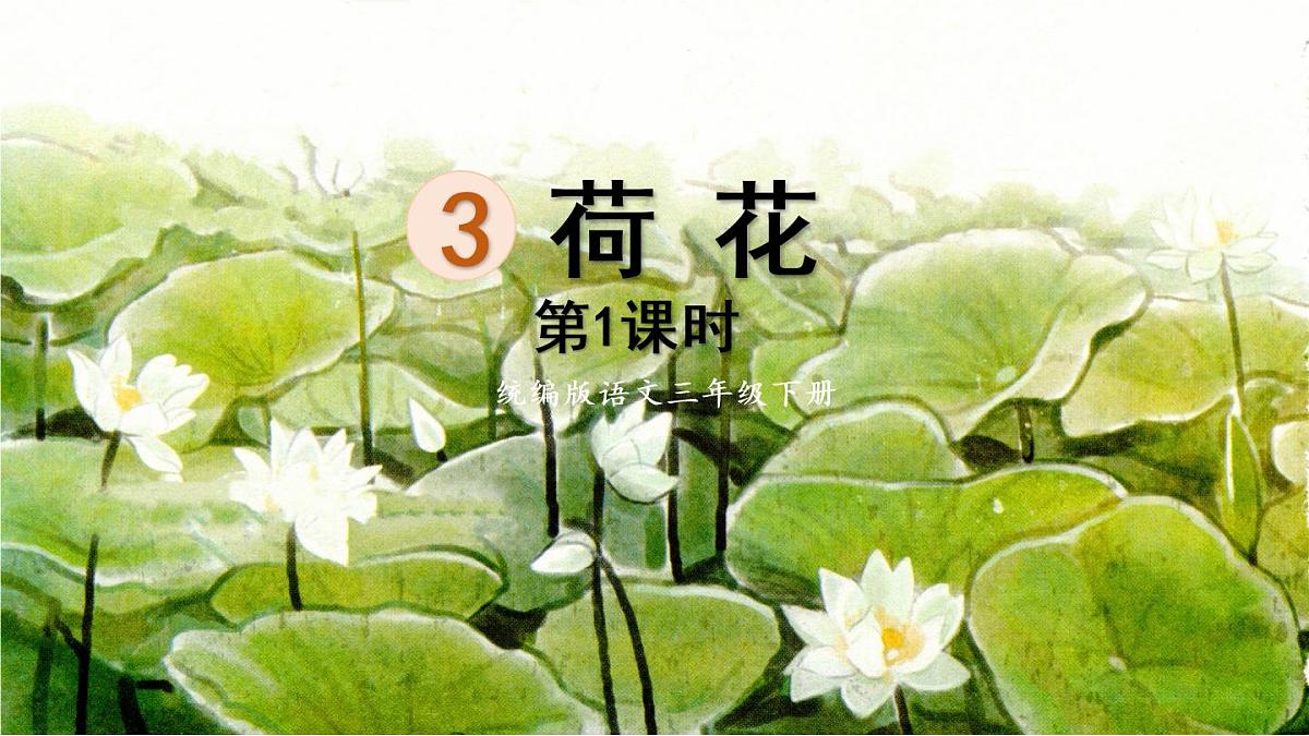 3.荷花第一课时第1页