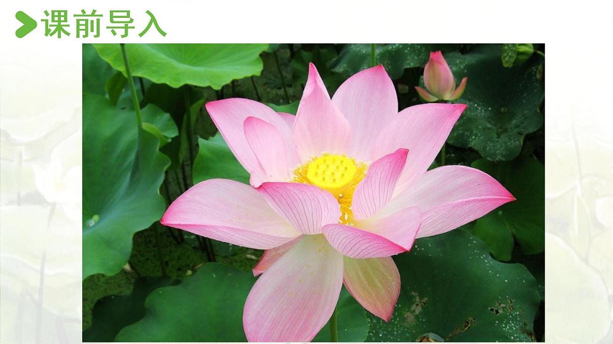 3.荷花第一课时第2页