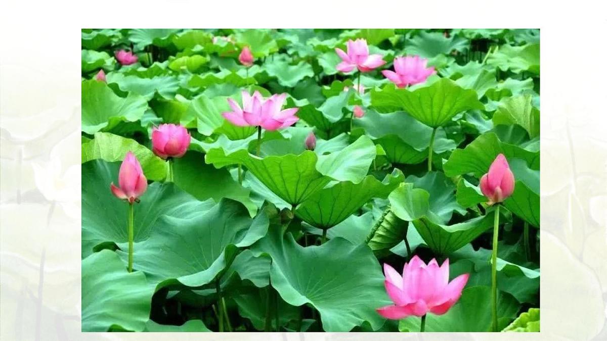 3.荷花第一课时第3页