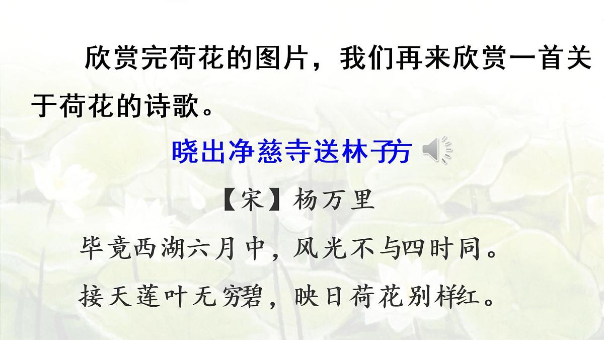 3.荷花第一课时第4页