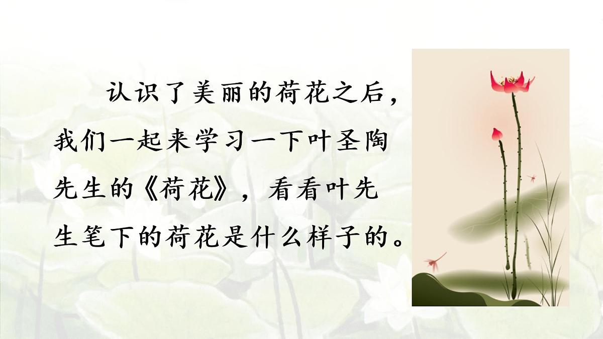 3.荷花第一课时第5页