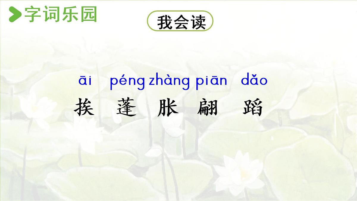 3.荷花第一课时第7页