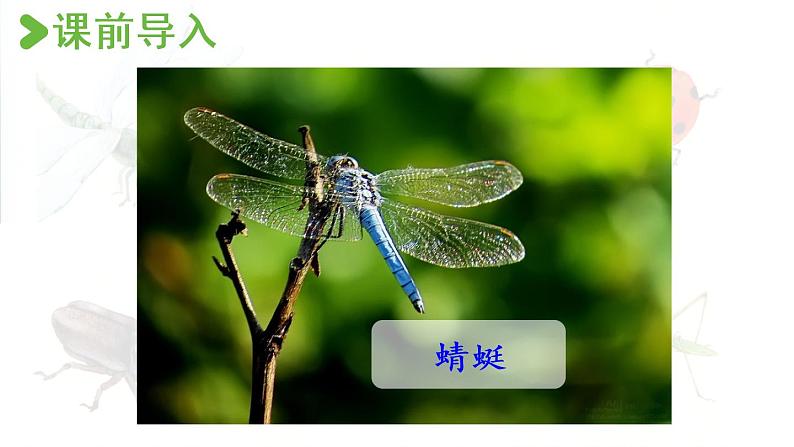 统编版三年级语文下册 第一单元 4.昆虫备忘录 课件02