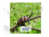 统编版三年级语文下册 第一单元 4.昆虫备忘录 课件
