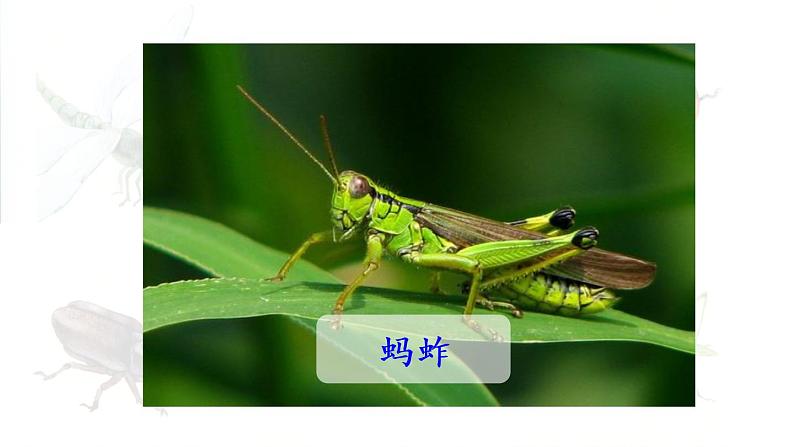 统编版三年级语文下册 第一单元 4.昆虫备忘录 课件05