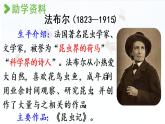 统编版三年级语文下册 第四单元 14.蜜蜂 课件