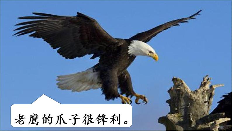 统编版三年级语文下册 第八单元 习作：这样想象真有趣 课件05