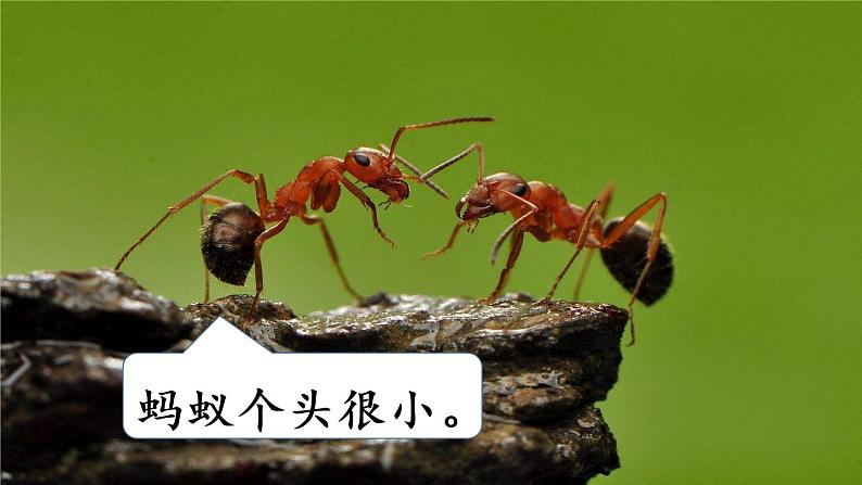 统编版三年级语文下册 第八单元 习作：这样想象真有趣 课件06