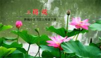 人教部编版三年级下册3 荷花优秀课文ppt课件