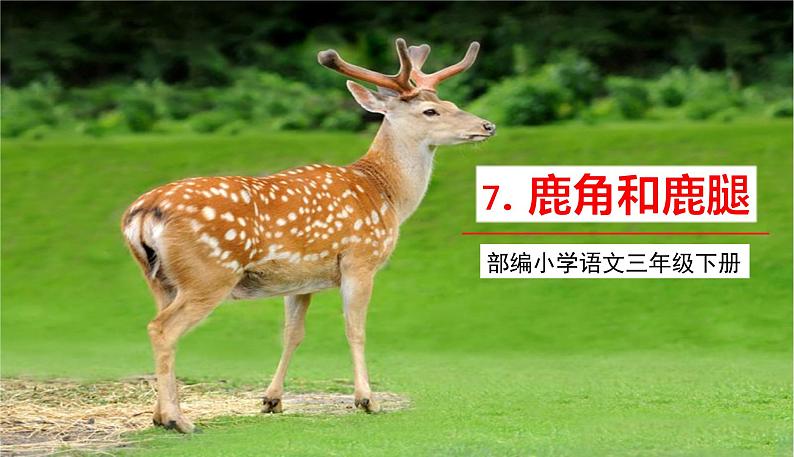 部编版语文三年级下册 7《鹿角和鹿腿》课件+教案+练习+课文朗读01
