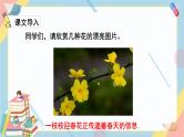 部编版语文三年级下册 13《花钟》课件+教案+练习+课文朗读