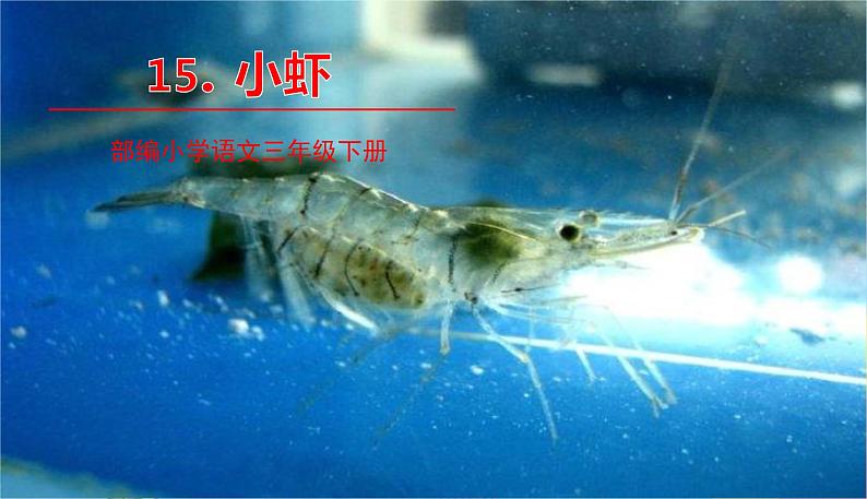 部编版语文三年级下册 15《小虾》课件+教案+练习+课文朗读01