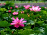 部編版（五四制）語(yǔ)文一下 13 《荷葉圓圓》第一課時(shí)課件