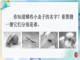 部編版（五四制）語(yǔ)文二下 11 我是一只小蟲(chóng)子 課件