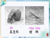 部編版（五四制）語(yǔ)文二下 11 我是一只小蟲(chóng)子 課件