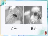 部編版（五四制）語(yǔ)文二下 11 我是一只小蟲(chóng)子 課件