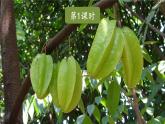 部編版（五四制）語(yǔ)文二下 13 畫楊桃 課件