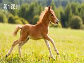 部編版（五四制）語(yǔ)文二下 14 小馬過(guò)河 課件