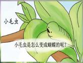 部编版（五四制）语文二下 22 小毛虫 课件