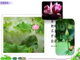 部编版（五四制）三下 3 荷花 课件