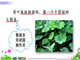 部编版（五四制）三下 3 荷花 课件