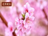 部编版（五四制）三下 习作：我的植物朋友 课件