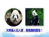 部编版（五四制）三下 第七单元习作：国宝大熊猫 课件
