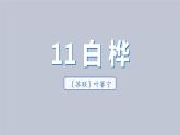 部編版（五四制）四下 11.白樺課件