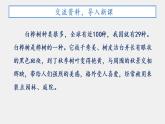 部編版（五四制）四下 11.白樺課件