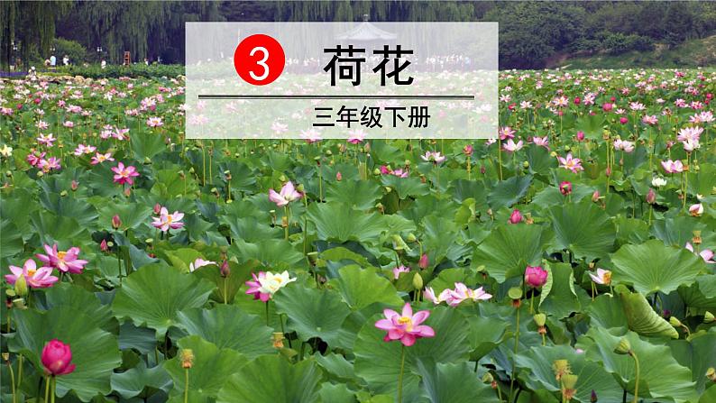 3、部编三年级下册《荷花》  课件第3页