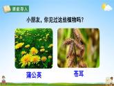 人教部编版二年级语文上册《3 植物妈妈有办法》配套教学课件PPT优秀公开课