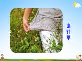 人教部编版二年级语文上册《3 植物妈妈有办法》配套教学课件PPT优秀公开课