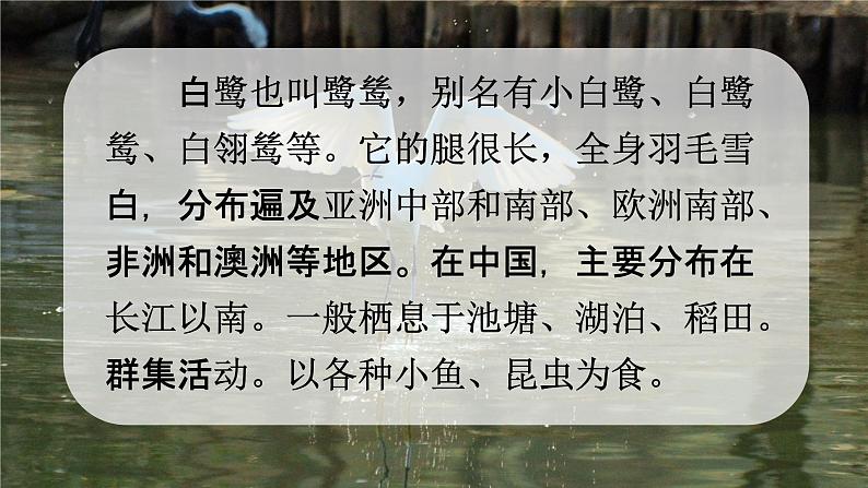 人教部编版五年级语文上册《1 白鹭》配套教学课件PPT优秀公开课08