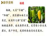 统编版二年级语文下册 第5单元 13画杨桃 课件