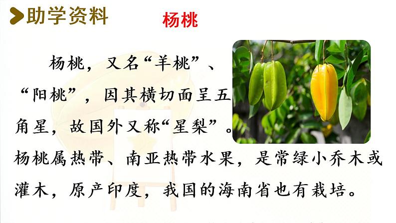 13.画杨桃第1课时第3页