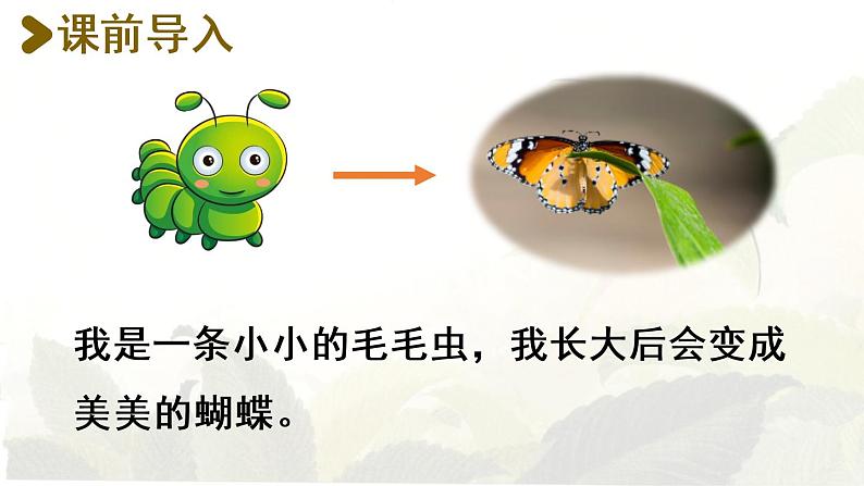 22.小毛虫第1课时第2页