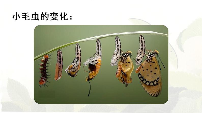 22.小毛虫第1课时第4页