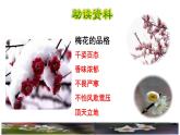 4《梅花魂》课件+教案+练习+素材