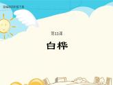人教部编版四年级下册第三单元—— 11 白桦【课件+教案+生字+课文朗读】