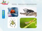 人教部编版三年级下册第一单元——4 昆虫备忘录【课件+教案+生字】